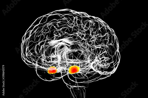 Amygdala, also known as corpus amygdaloideum, in the human brain photo