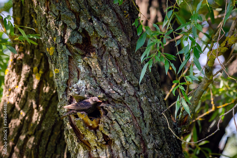 Close up Syrian woodpecker or Dendrocopos syriacus on tree next to its hole. Close up Syrian woodpecker or Dendrocopos syriacus on tree next to its hole.