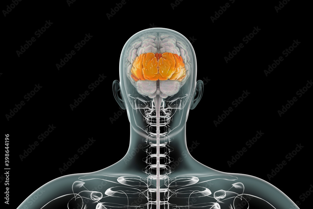 Human brain with highlighted occipital lobes Stock Illustration Biology Diagrams