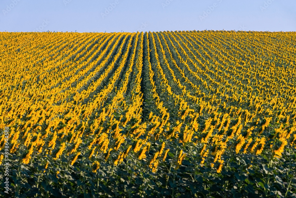 Wonderful panoramic view field of sunflowers by summertime Wonderful panoramic view field of sunflowers by summertime