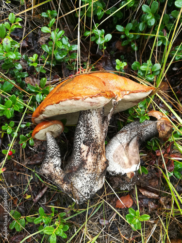 mushroom in the forest