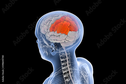 Human brain with highlighted parietal lobe photo