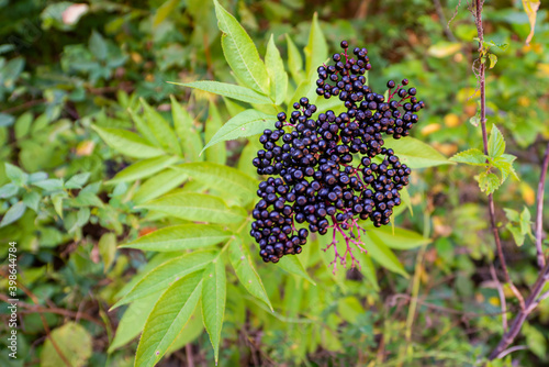 Black danewort or Sambucus ebulus berries close-up