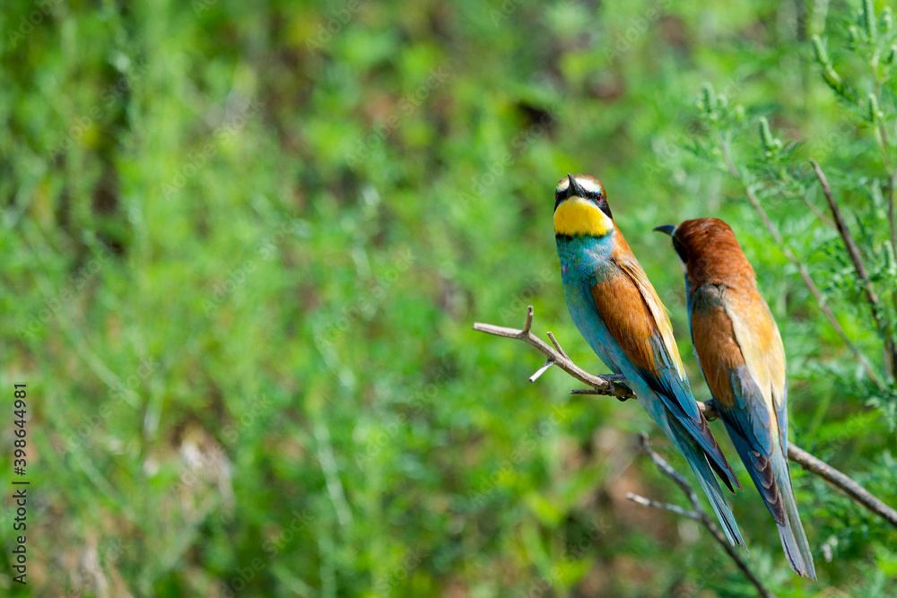 Two European bee-eaters sits on an inclined branch on a blurred green background in bright sunlight Two European bee-eaters sits on an inclined branch on a blurred green background in bright sunlight