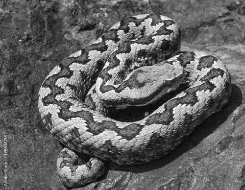 snup nosed adder, Vipera latastei photo