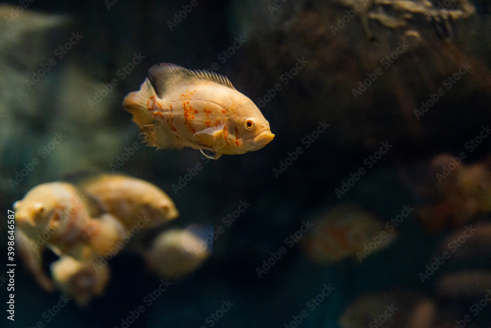Astronotus ocellatus or Tiger - big freshwater fish, South American cichlid