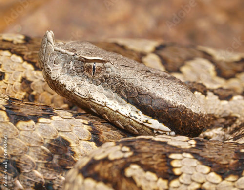 snup nosed adder, Vipera latastei photo