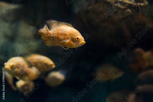 Obraz na płótnie Astronotus ocellatus or Tiger - big freshwater fish, South American cichlid w salonie
