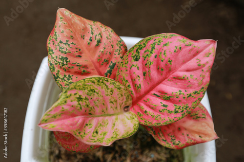 Red or pink aglaonema ornamental plant