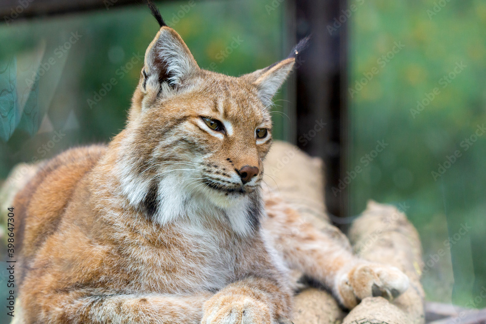 Obraz premium Portrait of Eurasian lynx. Portrait of wild mammal