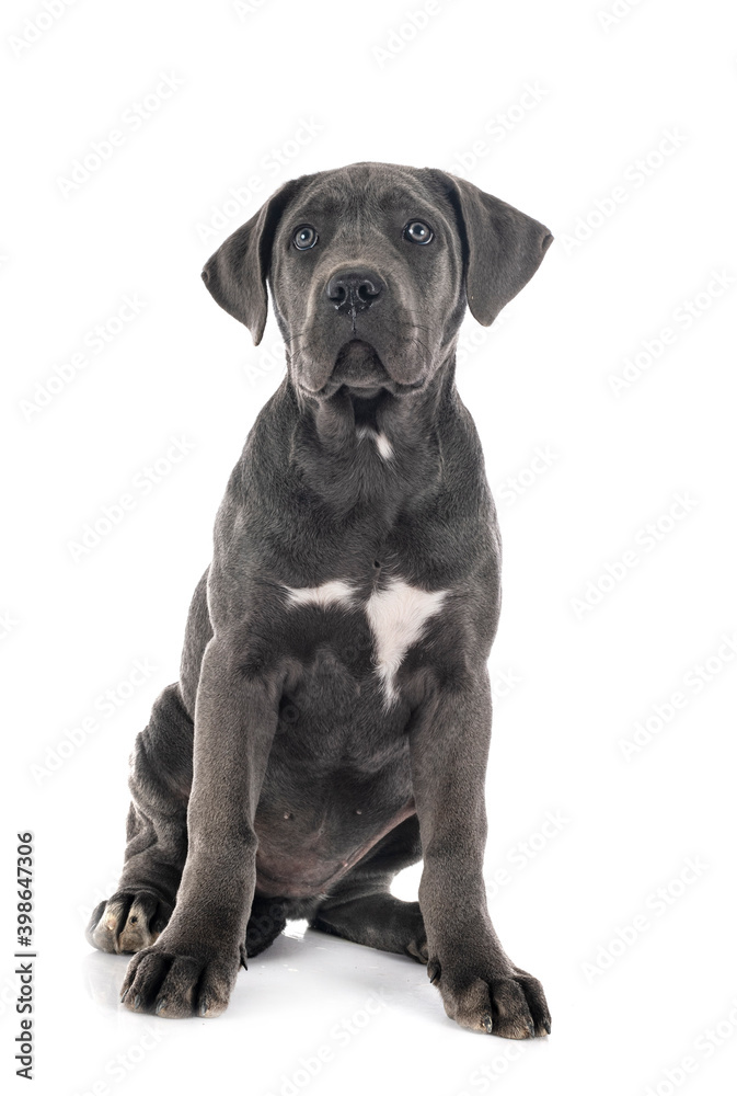 puppy cane corso