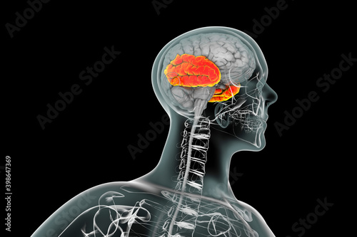 Obraz na płótnie Human brain with highlighted temporal lobe