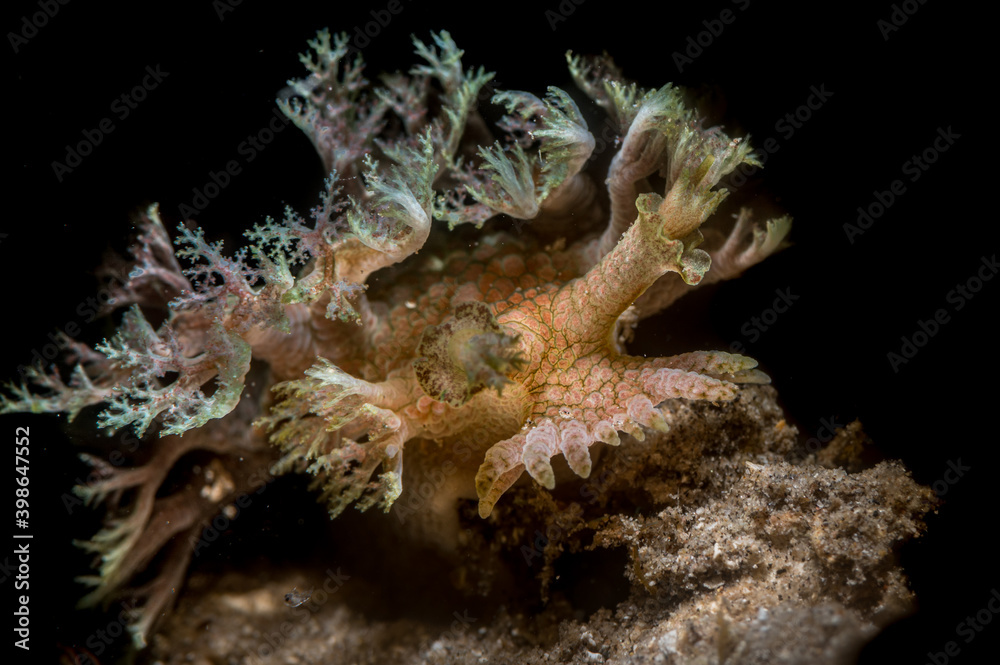 Nudibranch or Mariona arborescens Nudibranch or Mariona arborescens