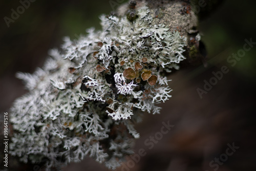 Lichen texture 1