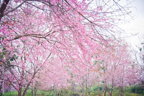 Cherry blossoms ,pink flowers background