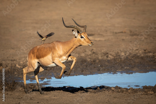 Male impala with an ox pecker leaping near a waterhole in Kruger Park in South Africa photo