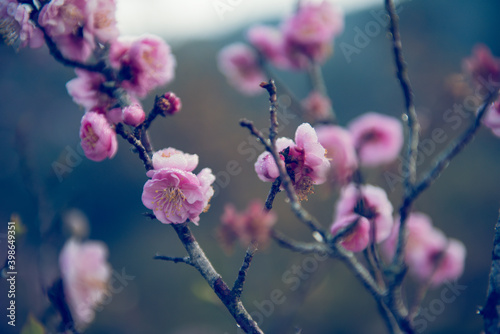 Cherry blossoms ,pink flowers background