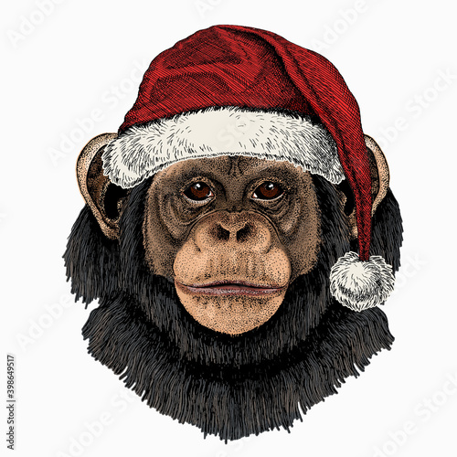 Vector chimpanzee portrait. Christmas red Santa Claus hat. Ape head, monkey face.