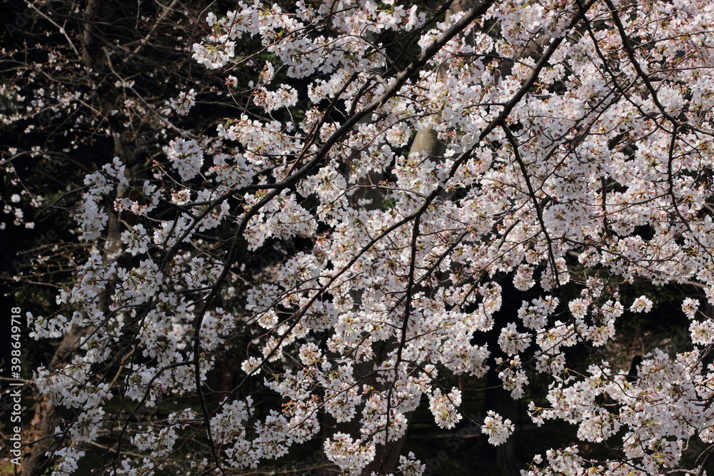 桜 桜