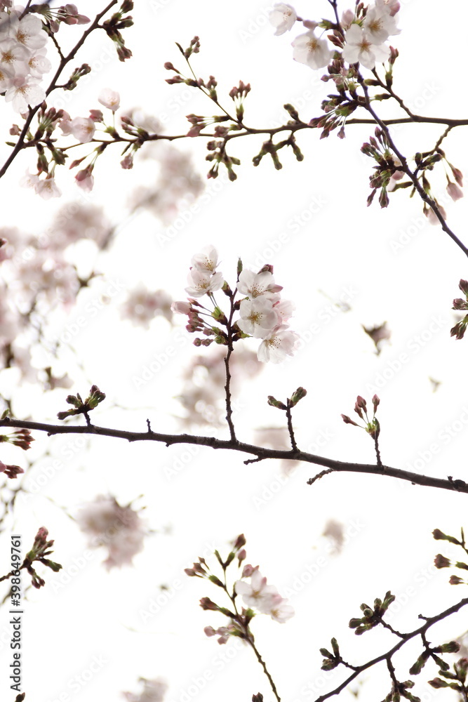 桜