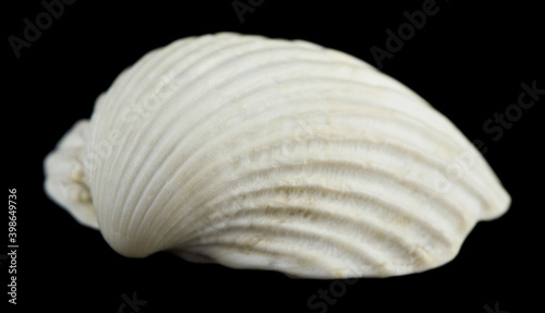 Seashells isolated on black background.