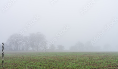 Trees dissapear in the fog  photo