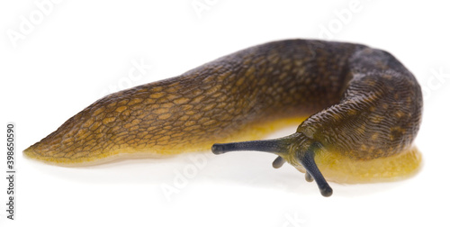Slug isolated on a white background/ photo