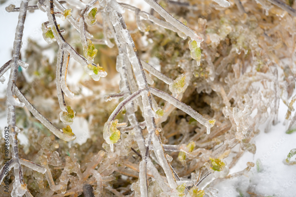 Trees are covered with a crust of ice after icy rain. Natural disaster. Trees are covered with a crust of ice after icy rain. Natural disaster.