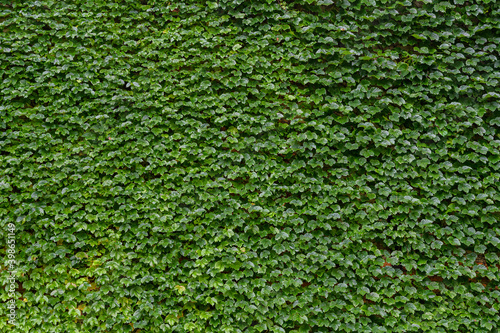 Ivy on the wall as natural background.