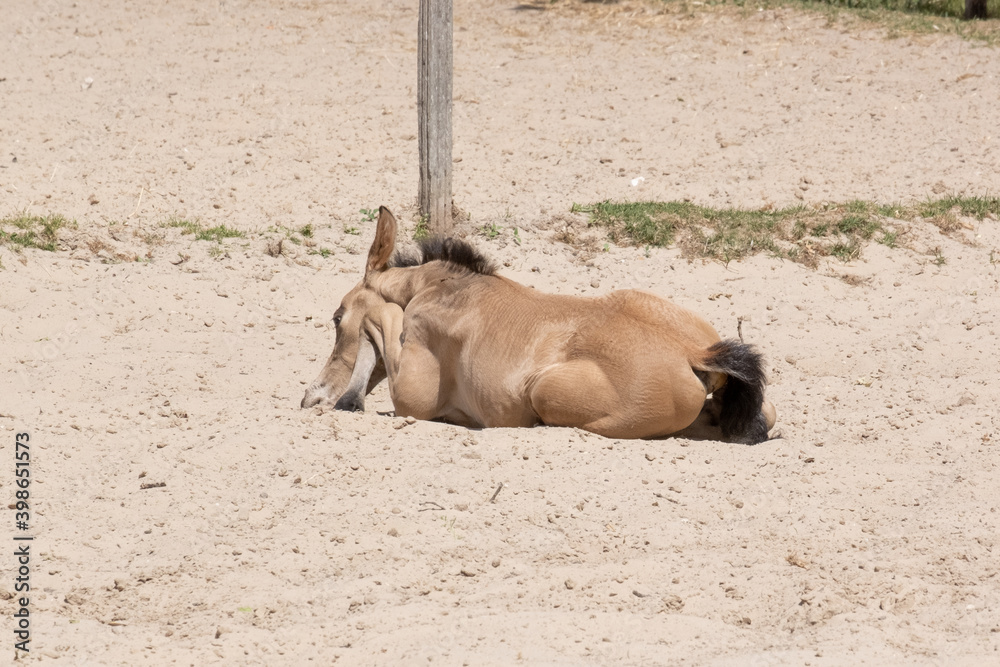 Newborn foal lies in the sand in a rural setting on the farm Newborn foal lies in the sand in a rural setting on the farm