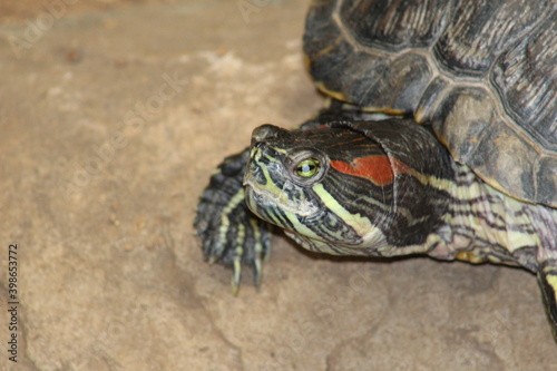 Photos Taken in Pretoria Zoo, South Africa. photo