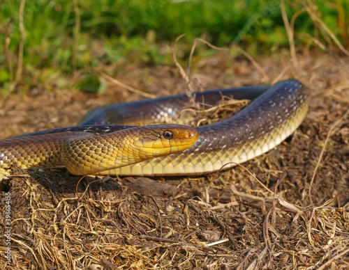 aesculapian snake, zamenis longissimus photo