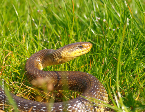 aesculapian snake, zamenis longissimus photo