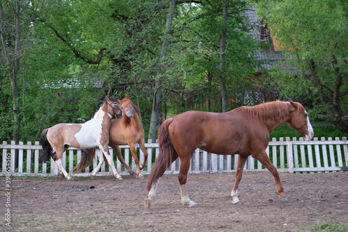 Horses eating grass in the corral against the backdrop of the setting sun.