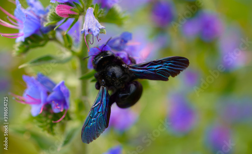 Holzbiene - Xylocopa auf Gewöhnlicher Natternkopf - Echium vulgare