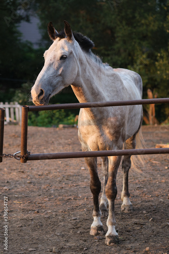 Gray horse in the paddock against the backdrop of the setting sun.