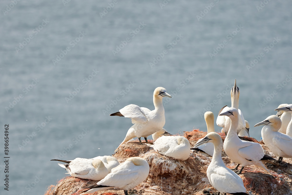 A group of gannets, one standing with spread wings between standing birds
