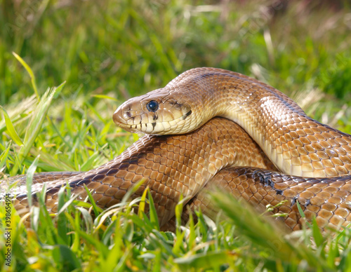 ladder snake, zameinis scalaris photo