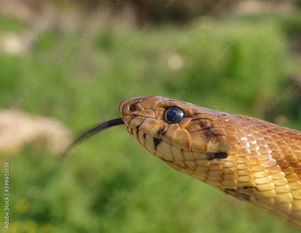 ladder snake, zameinis scalaris Stock Photo Adobe Stock