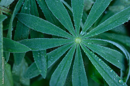 Lupine plant leaves with many clean silver water drops on the stems in the garden top view after rain