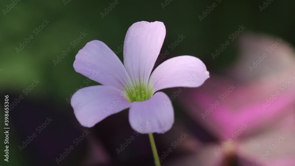 Light purple shamrock flower or fresh love plant blooming in garden Light purple shamrock flower or fresh love plant blooming in garden