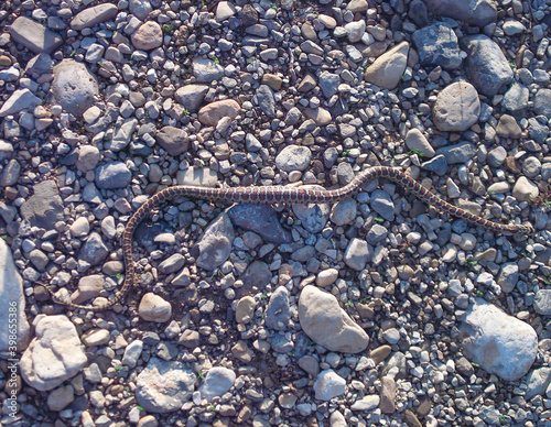 leopard snake, Zamenis situla photo