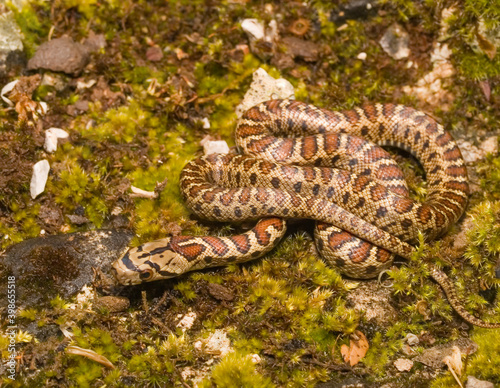 leopard snake, Zamenis situla photo