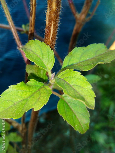 Ocimum tenuiflorum- thulasi -Holy Basil -plant photo