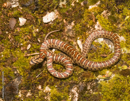 leopard snake, Zamenis situla photo