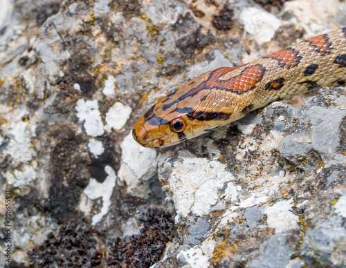 leopard snake, Zamenis situla photo