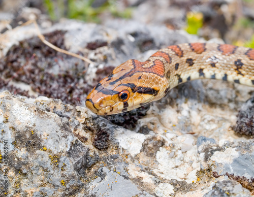 leopard snake, Zamenis situla photo