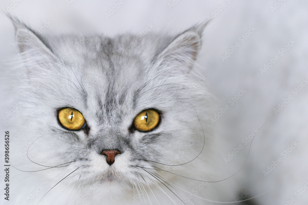 Portrait of a gray Scottish Fold cat with yellow eyes. Illuminating and ultimate grey. Color of the year 2021
