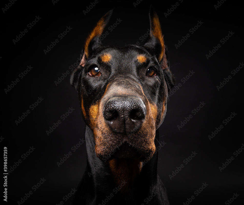 Portrait of a Doberman dog on an isolated black background. Portrait of a Doberman dog on an isolated black background.