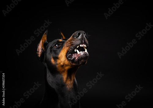 Portrait of a Doberman dog on an isolated black background.